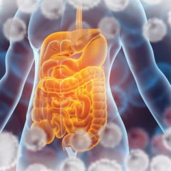 Illustration du système digestif et de la flore intestinale accompagnés par le protocole de plantes 3 mois Pachamama Phyto
