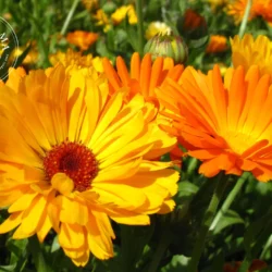 Calendula - Vrac