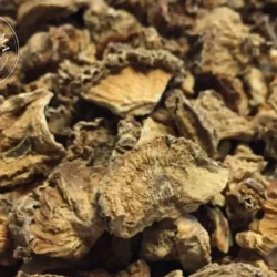 Harpagophytum - Vrac